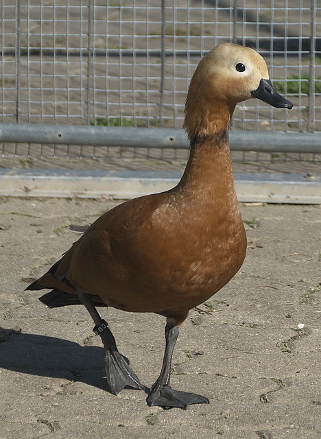 加强防守